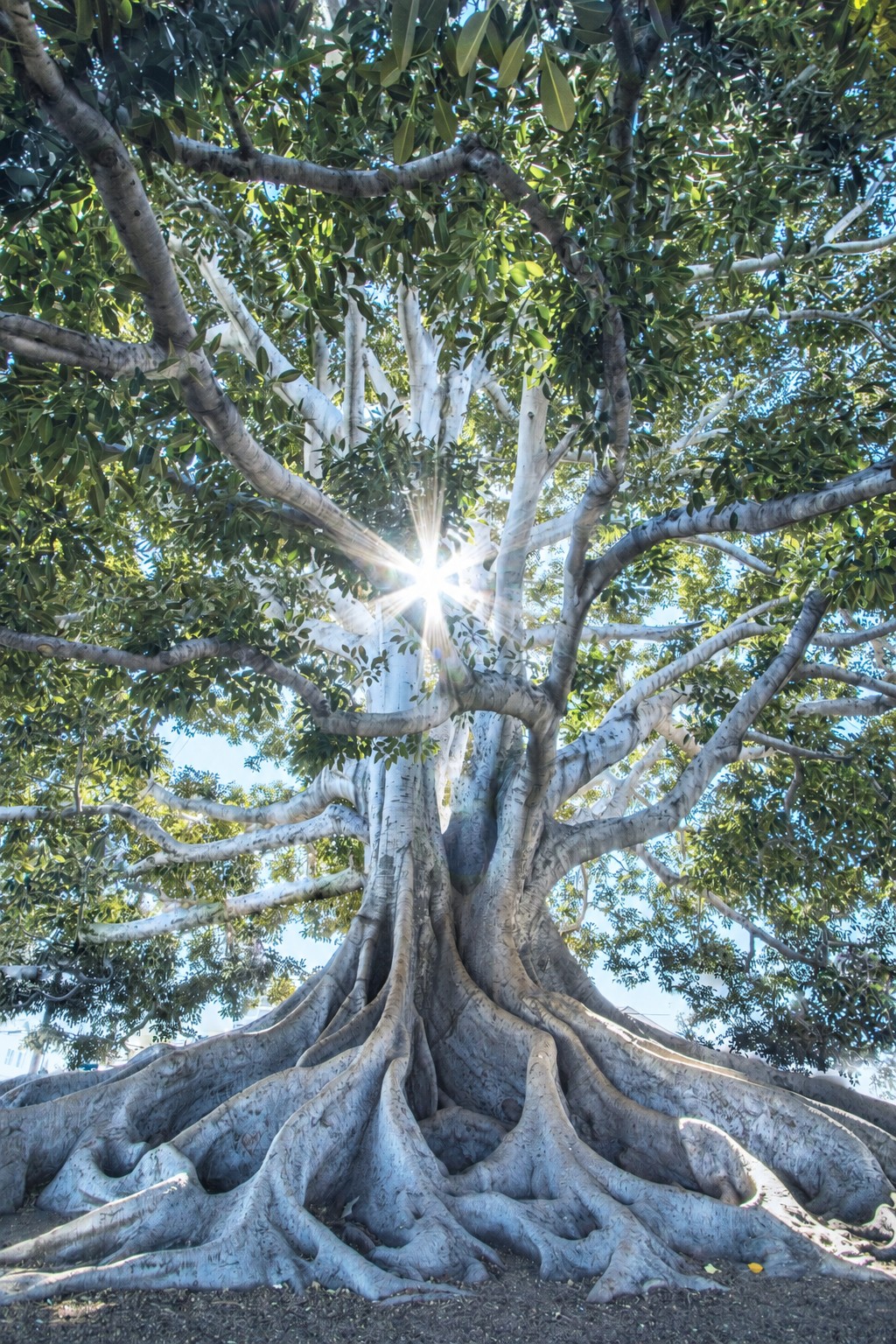 Sunlight streaming through the canopy of a large tree, viewed from below